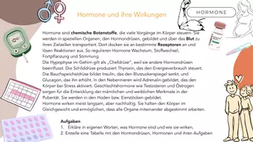 Vorschau - Stundenentwürfe - Einstieg Hormone - Seite 3