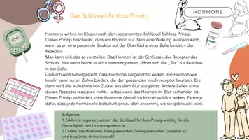 Vorschau - Arbeitsblätter - Hormone - Schlüssel-Schloss-Prinzip - Seite 2