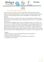 Vorschau - Arbeitsblätter - Hormone - Schlüssel-Schloss-Prinzip - Seite 3