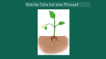 Vorschau - Arbeitsblätter - Gemüse - Pflanzenteile und Einteilung (Teil 2) - Seite 3