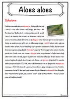 anteprima - Esercizi - Alces alces – Scheda: testo con spazi vuoti, comprensione all'ascolto e crucipuzzle - Pagina 2