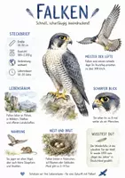 Vorschau - Arbeitsblätter - Lernposter + Arbeitsblätter zum Thema "Falken" + Lösung & MP3 + Infografik - Deckblatt