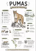 Vorschau - Arbeitsblätter - Lernplakat + Arbeitsblätter zum Thema "Pumas" + Lösung & MP3 + Infografik - Deckblatt