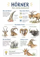 Vorschau - Arbeitsblätter - Lernplakat + Arbeitsblätter zum Thema "Horn" + Lösung & MP3 + Infografik - Deckblatt