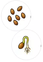 Vorschau - Bildkarten - DER APFEL - Kreislauf / Entwicklung des Apfels - Seite 2
