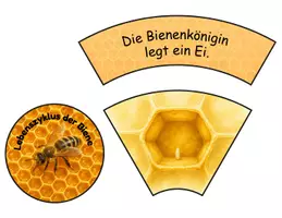 Vorschau - Stationenlernen - Lebenszyklen Tiere – 12 differenzierte Legekreise | Biene, Frosch, Schmetterling, Ameise, Marienkäfer & Mücke - Seite 3