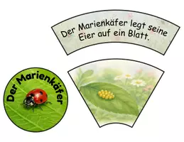 Vorschau - Stationenlernen - Lebenszyklus des Marienkäfers | 2-fach differenzierter Legekreis für Sachunterricht & Lesen - Seite 2