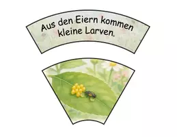 Vorschau - Stationenlernen - Lebenszyklus des Marienkäfers | 2-fach differenzierter Legekreis für Sachunterricht & Lesen - Seite 3