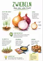 Vorschau - Arbeitsblätter - Lernplakat + Arbeitsblätter zum Thema "Zwiebel" + Lösung & MP3 + Infografik - Deckblatt