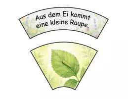 Vorschau - Stationenlernen - Lebenszyklus Schmetterling Legekreise differenziert - Seite 3