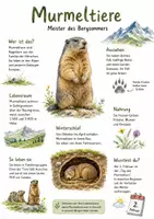 Vorschau - Arbeitsblätter - Lernplakat + Arbeitsblatt "Murmeltiere" + Onlineübung & MP3 + Infografik - Deckblatt