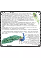 Vorschau - Stundenentwürfe - Der Pfau - Seite 1