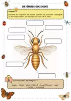 Vorschau - Arbeitsblätter - Insekten: Körperbau und Merkmale – Arbeitsblatt mit Lückentext mit Lösung für Klasse 3–4 - Deckblatt