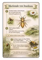 Vorschau - Arbeitsblätter - Insekten: Körperbau und Merkmale – Arbeitsblatt mit Lückentext mit Lösung für Klasse 3–4 - Seite 2