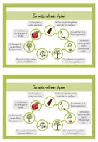 Vorschau - Text - Wissenskartei Apfel | Infokarten zum Apfel für die 1. und 2. Klasse - Seite 2