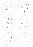 Voorbeeld - Dobblevariant Tafels 4, 6 en 8 | Spelend Oefenen van de Maaltafels - Pagina 2