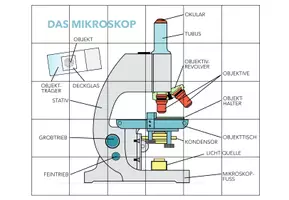 Vorschau - Spiele - Mikroskop – Puzzle - Seite 2