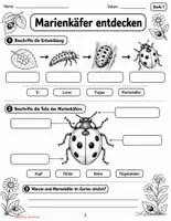 Vorschau - Stundenentwürfe - Marienkäfer – Sachtexte, Leseverständnis & Entwicklung | Differenziert in 3 Stufen | 2.–5. Klasse - Seite 3