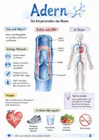 Vorschau - Arbeitsblätter - Lernplakat + AB mit Fragen zum Thema "Adern" + Lösungsblatt + Infografik - Deckblatt
