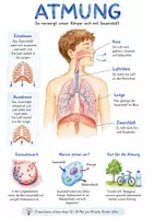 Vorschau - Arbeitsblätter - Lernplakat + AB mit Fragen zum Thema "Atmung" + Lösungsblatt + Infografik - Deckblatt