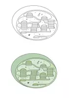 Vorschau - selbst erstellte Cliparts/Grafiken - Zeichnungen Zellen und Zellorganellen - Seite 1