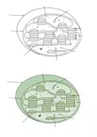 Vorschau - selbst erstellte Cliparts/Grafiken - Zeichnungen Zellen und Zellorganellen - Seite 2