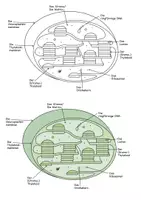 Vorschau - selbst erstellte Cliparts/Grafiken - Zeichnungen Zellen und Zellorganellen - Seite 3