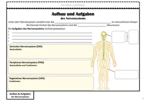 Vorschau - Arbeitsblätter - Flipbook_Das Nervensystem_Aufbau Gehirn - Seite 1
