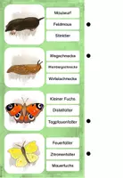 Vorschau - Stationenlernen - Tiere der Wiese - Klammerkarten - Seite 1