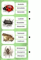 Vorschau - Stationenlernen - Tiere der Wiese - Klammerkarten - Seite 2