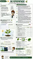 Vorschau - Unterrichtsreihen - 🌿☀️ Fotosynthese & Zellatmung ⚡♻️ | Unterrichtsmaterial Biologie | Arbeitsblätter, Lösungen, Einstieg & Ausstieg | Klasse 7,8 - Seite 1