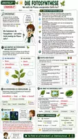 Vorschau - Unterrichtsreihen - 🌿☀️ Fotosynthese & Zellatmung ⚡♻️ | Unterrichtsmaterial Biologie | Arbeitsblätter, Lösungen, Einstieg & Ausstieg | Klasse 7,8 - Seite 3
