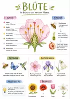 Vorschau - Arbeitsblätter - Lernplakat + AB mit Fragen zum Thema "Blüte" + Lösungsblatt + Infografik - Deckblatt
