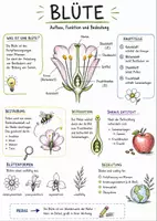 Vorschau - Arbeitsblätter - Lernplakat + Arbeitsblatt zum Thema "Blüte" + Onlineübung & MP3 + Infografik - Deckblatt