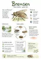 Vorschau - Arbeitsblätter - Lernplakat + AB mit Fragen zum Thema "Bremsen (Insekten)" + Lösungsblatt + Infografik - Seite 1
