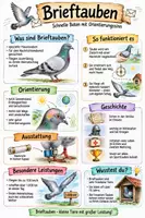 Vorschau - Arbeitsblätter - Lernplakat + AB mit Fragen zum Thema "Brieftauben" + Lösungsblatt + Infografik - Deckblatt