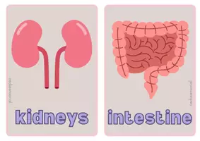 Vista previa - Tarjetas / Manipulativos - Internal Organs Simple Flashcard - página 1