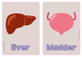 Vista previa - Tarjetas / Manipulativos - Internal Organs Simple Flashcard - página 2