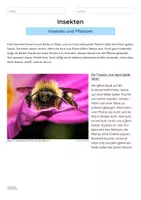 Vorschau - Arbeitsblätter - Insekten — Insekten und Pflanzen - Seite 1