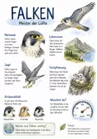Vorschau - Arbeitsblätter - Lernplakat + AB mit Fragen zum Thema "Falken" + Lösungsblatt + Infografik - Deckblatt