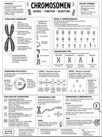Vorschau - Arbeitsblätter - Chromosomen - Infomaterial, Merkblätter, AB mit Lösung - Seite 1
