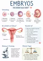 Vorschau - Arbeitsblätter - Lernplakat + AB mit Fragen zum Thema "Embryo" + Lösungsblatt + Infografik - Deckblatt