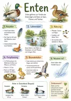 Vorschau - Arbeitsblätter - Lernposter + AB mit Fragen zum Thema "Enten" + Lösungsblatt + Infografik - Deckblatt