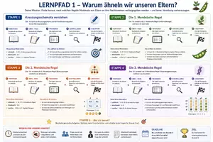 Vorschau - Unterrichtsreihen - Genetik – Mendel & Kreuzung | selbstständiges Lernen - Seite 2