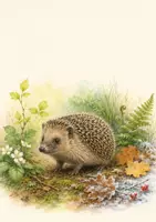 Vorschau - Bildkarten - Der Igel im Jahreslauf Bildkarten in Farbe und Schwarz-Weiß - Seite 3