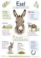 Vorschau - Arbeitsblätter - Lernplakat + AB mit Fragen zum Thema "Esel" + Lösungsblatt + Infografik - Deckblatt