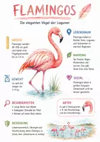 Vorschau - Arbeitsblätter - Lernplakat + AB mit Fragen zum Thema "Flamingos" + Lösungsblatt + Infografik - Deckblatt