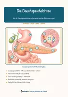 Vorschau - Arbeitsblätter - Die Bauchspeicheldrüse – Lesespurgeschichte mit Rätselaufgaben (Klasse 8) - Seite 2