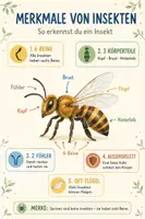 Vorschau - Unterrichtsreihen - Insekten Bestäuber Unterrichtsmaterial Biologie Klasse 5–7 – Arbeitsblätter, Körperbau, Metamorphose, Bestäubung, Ökosystem differenziert mit Lösungen - Seite 1