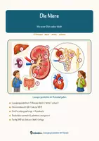 Vorschau - Mal- und Bastelvorlagen - Die Niere – Lesespurgeschichte mit Rätselaufgaben (Klasse 8) - Seite 2